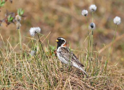 Lappsparv / Lapland Longspur