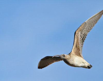 Alaskaspov / Bristle-thighed Curlew