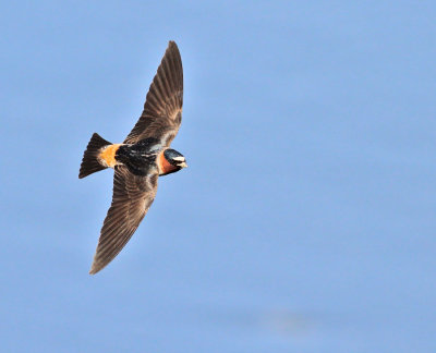 Stensvala / Cliff Swallow
