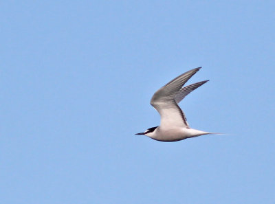 Beringtärna / Aleutian Tern