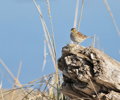 Gulbrynad grässparv / Savannah Sparrow