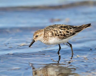 Sandsnäppa / Semipalmated Sandpiper