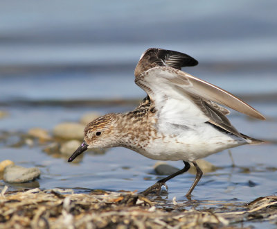 Sandsnäppa / Semipalmated Sandpiper