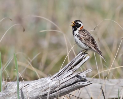 Lappsparv / Lapland Longspur