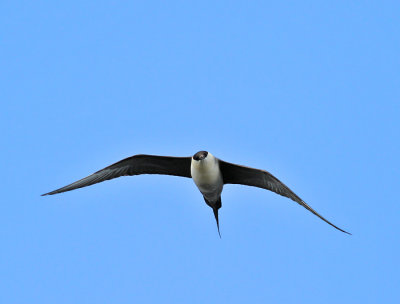 Fjällabb / Long-tailed Jaeger