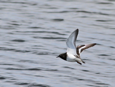 Svart roskarl / Black Turnstone