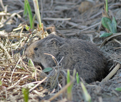 Rödsork / Northern Red-backed Vole