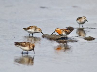 Sand-, tundra och rödhalsad snäppa / Semipalmated and Western Sandpiper & Red-necked Stint