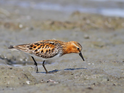 Rödhalsad snäppa / Red-necked Stint