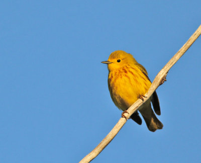 Gul skogssångare / Yellow Warbler