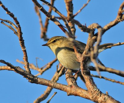 Nordsångare / Arctic Warbler