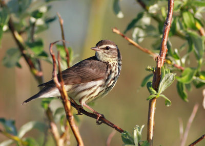Nordlig piplärksångare / Northern Waterthrush