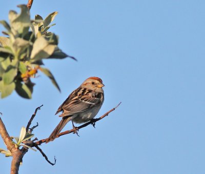 Tundrasparv / American Tree Sparrow