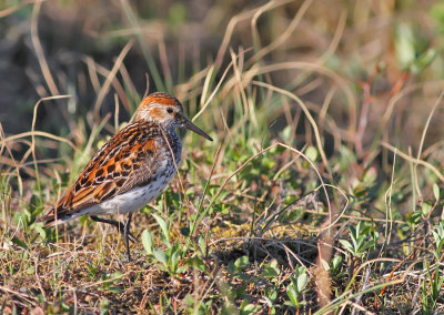 Tundrasnäppa / Western Sandpiper