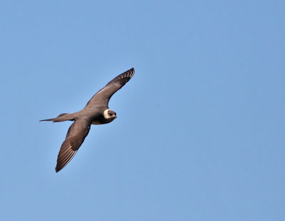 Kustlabb / Parasitic Jaeger