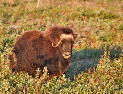 Myskoxe / Muskox