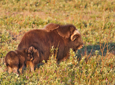 Myskoxe / Muskox