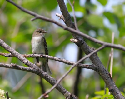 Alempid / Alder Flycatcher