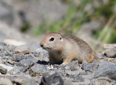 Arktisk jordekorre / Arctic Ground Squirrel