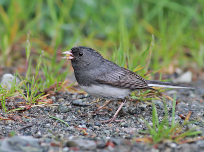 Mrkgd junco / Dark-eyed Junco