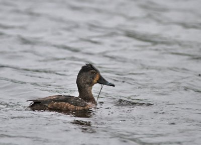 Ringand / Ring-necked Duck