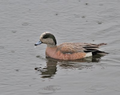 Amerikansk blsand / American Wigeon