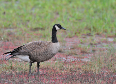 Kanadags / Canada Goose (ssp occidentalis) 