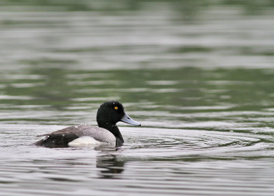 Bergand / Greater Scaup