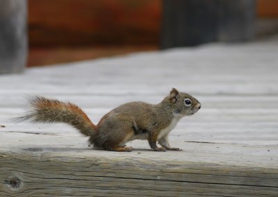 Strre amerikansk rd ekorre / Red Squirrel