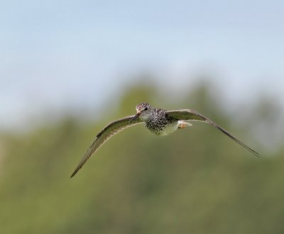 Mindre gulbena / Lesser Yellowlegs