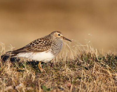 Tuvsnäppa / Pectoral Sandpiper