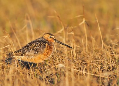 Långnäbbad beckasinsnäppa / Long-billed Dowitcher