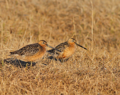 Långnäbbad beckasinsnäppa / Long-billed Dowitcher