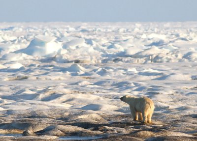 Isbjörn / Polar Bear