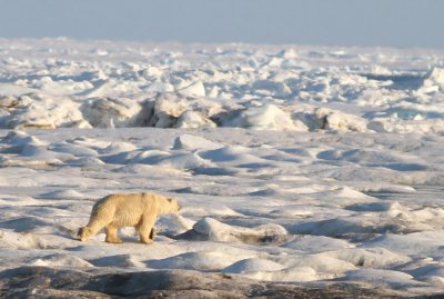 Isbjörn / Polar Bear