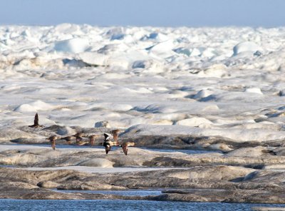 Praktejder (sträckande) / King Eider (migrating)