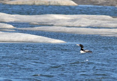 Vitnäbbad islom / Yellow-billed Loon