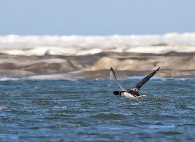 Vitnäbbad islom / Yellow-billed Loon