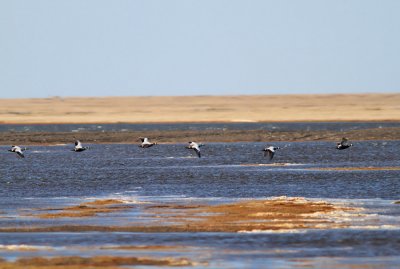 Glasögonejder / Spectacled Eider