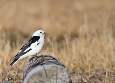 Snösparv / Snow Bunting