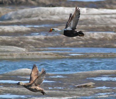 Prakt- och glasögonejder / King and Spectacled Eider