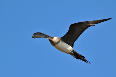 Kustlabb / Parasitic Jaeger