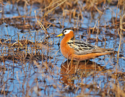 Brednäbbad simsnäppa / Red Phalarope