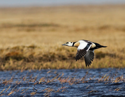 Alförrädare / Steller's Eider