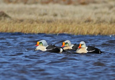 Praktejder / King Eider
