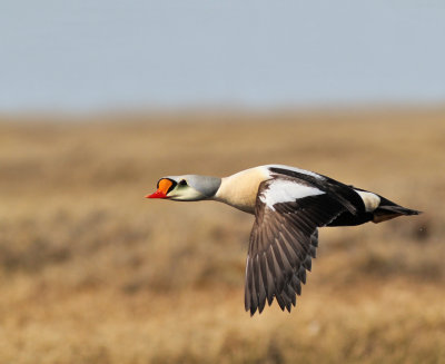 Praktejder / King Eider