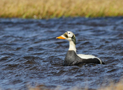 Glasögonejder / Spectacled Eider