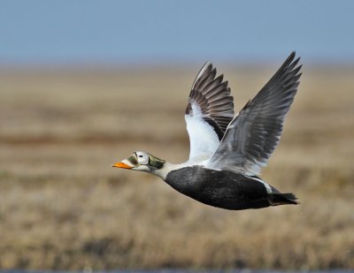Glasögonejder / Spectacled Eider