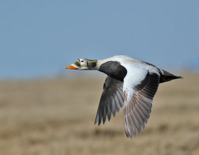 Glasögonejder / Spectacled Eider