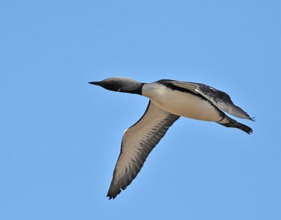 Stillahavslom / Pacific Loon